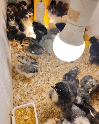 Galline ornamentali