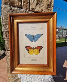 Quadro è Stampa Antica 1900.Legno e Oro