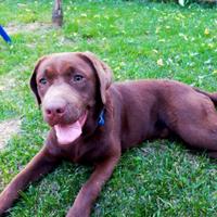 Labrador Chocolate con pedigree per accoppiamento