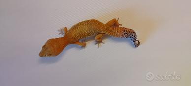 Geco leopardino FEMMINA
