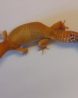 Geco leopardino FEMMINA