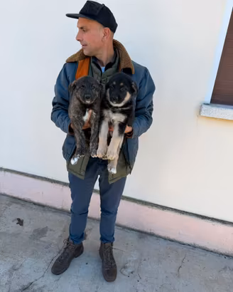 Cuccioli di Pastore Tedesco x Belga