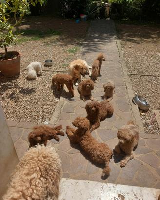 Barboncino toy red e maltipoo