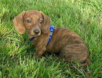 Bassotto brindle nano