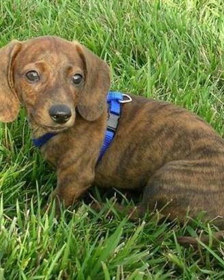 Bassotto brindle nano