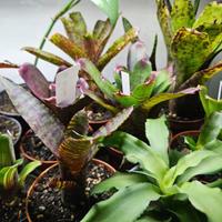 Bromelie, neoregelia, guzmania