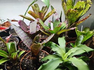 Bromelie, neoregelia, guzmania