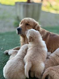 Cuccioli di golden retriever