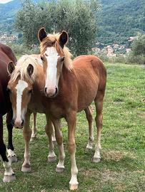 3 puledri di 6 mesi - giovani cavalli