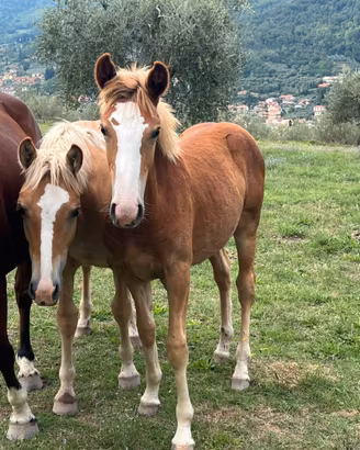 3 puledri di 6 mesi - giovani cavalli