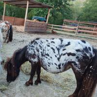 Pony falabella femmina gravida mini