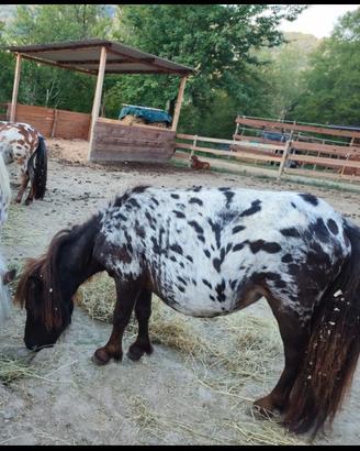 Pony falabella femmina gravida mini