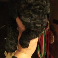 Barboncini Total black
