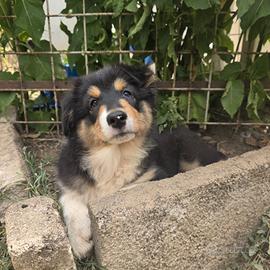Australian Shepherd_Pastore Australiano cucciola