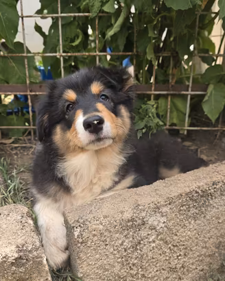 Australian Shepherd_Pastore Australiano cucciola