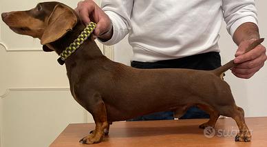 Bassotto nano per monta