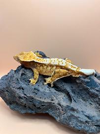 Geco Ciliatus