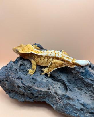 Geco Ciliatus