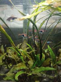 Pesci rasbora arlecchino