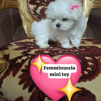 Maltese mini toy coreano