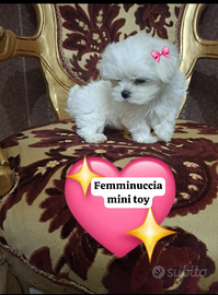 Maltese mini toy coreano