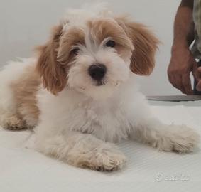 Cuccioli Bichon Havanese