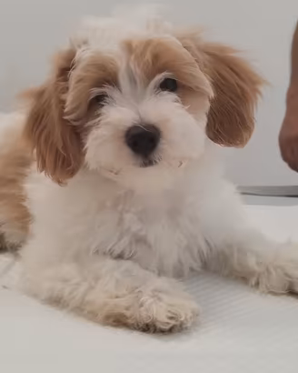 Cuccioli Bichon Havanese
