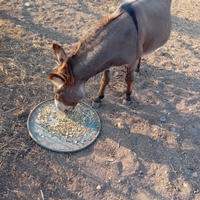 Asinello sardo stallone