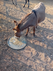 Asinello sardo stallone