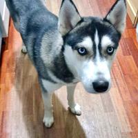 Siberian Husky 1 anno maschio