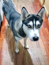 Siberian Husky 1 anno maschio