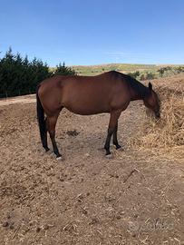 Cavalla trottatrice