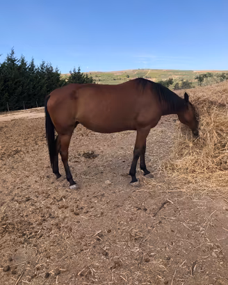Cavalla trottatrice