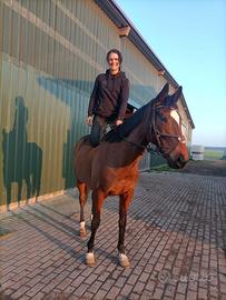 Cavalla di 9 anni irlandese di 160cm