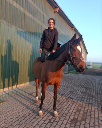 Cavalla di 9 anni irlandese di 160cm