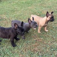 Cuccioli Bulldog Francesi