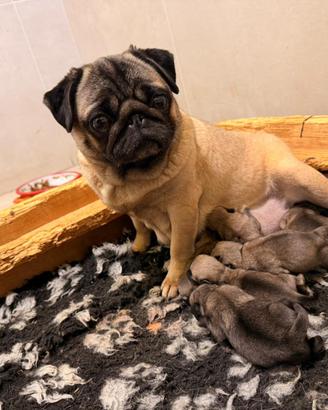 Carlini cuccioli femmina con pedigree