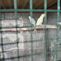 Parrocchetti Dal Collare