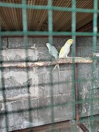 Parrocchetti Dal Collare