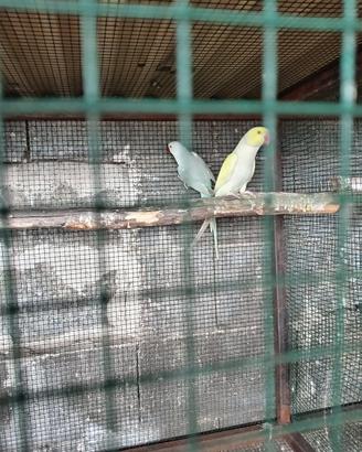 Parrocchetti Dal Collare