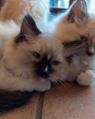 Gattini ragdoll