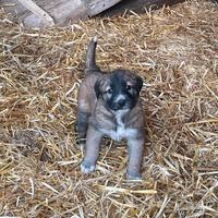 Cuccioli Pastore dell'Asia centrale