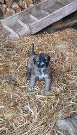 Cuccioli Pastore dell'Asia centrale