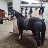 Quarter Paint Appaloosa