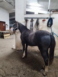 Quarter Paint Appaloosa