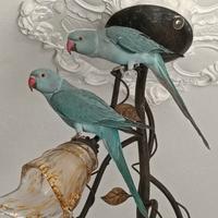 Due pappagalli parrocchetti blu