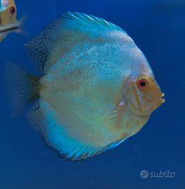 Pesci tropicali e discus