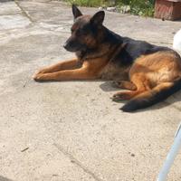 Cucciolona Pastore Tefesco