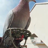 Piccioni volantini cimbelli addestrati