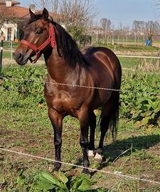 stallatico di equini